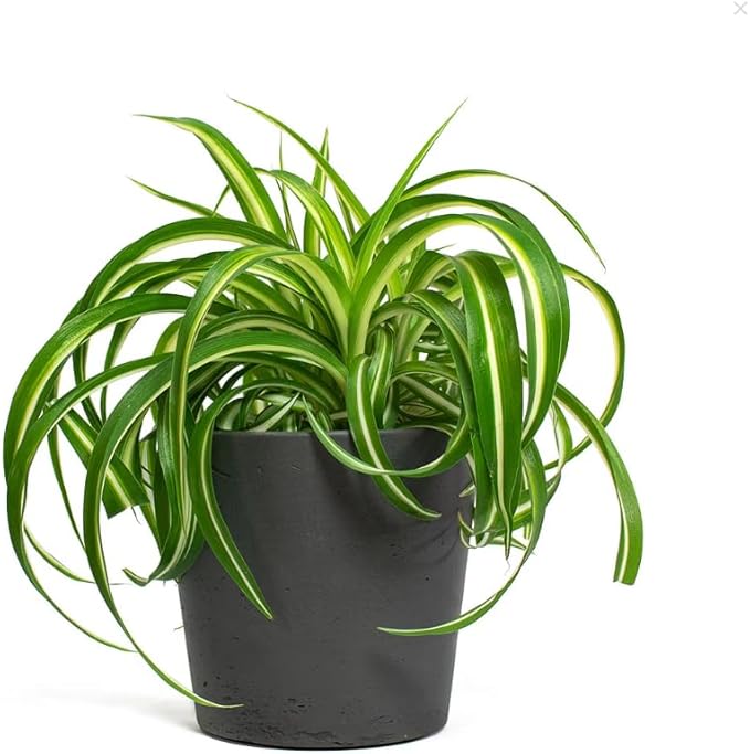 Curly Spider Plant Live House Plants, Air Purifying Plants Indoor Chlorophytum Airplant 2" Pot