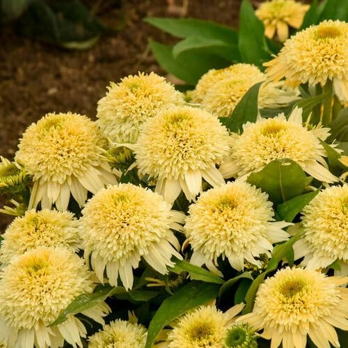 1000+ Mix Double Coneflower Seeds - Coneflower Seeds Echinacea Flower Perennial Bloom Flowers Rare Coneflower Plant Flower