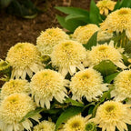 1000+ Mix Double Coneflower Seeds - Coneflower Seeds Echinacea Flower Perennial Bloom Flowers Rare Coneflower Plant Flower