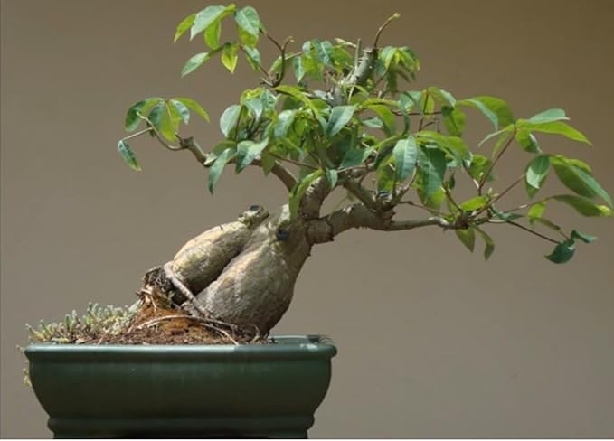 Caudex Plants Mixed Seeds, Rare Caudiciform Species, 20 Seeds by Exotic Succulent Collection