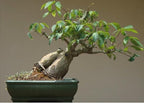 Caudex Plants Mixed Seeds, Rare Caudiciform Species, 20 Seeds by Exotic Succulent Collection