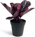 Calathea Dottie Indoor Plant - Live Colorful Prayer House Plant, Pink Plant for Home Decor, Room Decor, Air Purifier