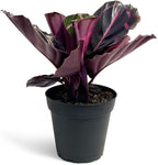 Calathea Dottie Indoor Plant - Live Colorful Prayer House Plant, Pink Plant for Home Decor, Room Decor, Air Purifier