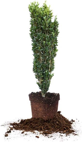 Perfect Plants Sky Pencil Holly Live Plant, 2-3', Includes Care Guide