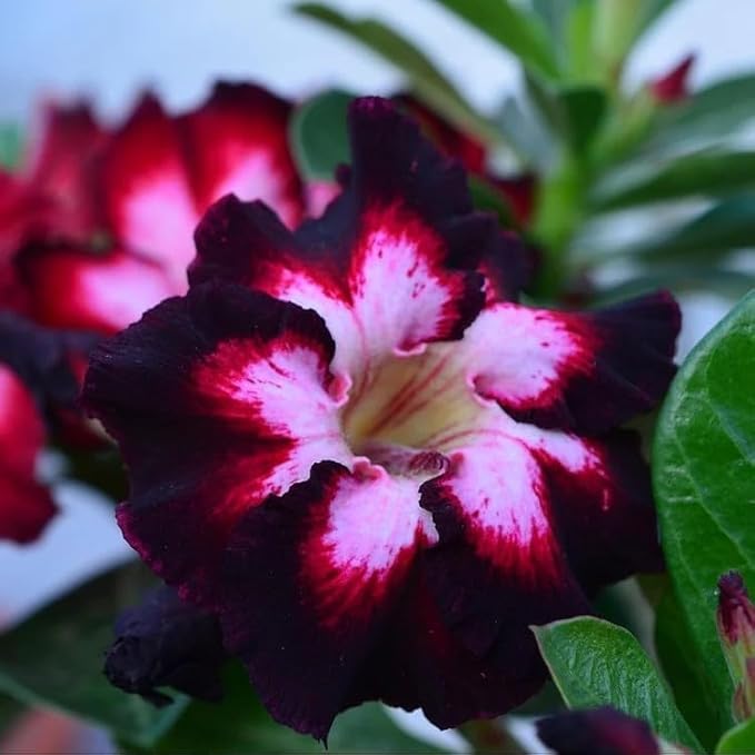 5 Desert Rose Seeds (Adenium Obesum) - Exotic Flowering Succulent Seeds for Indoor and Outdoor Home Garden Potted Plants