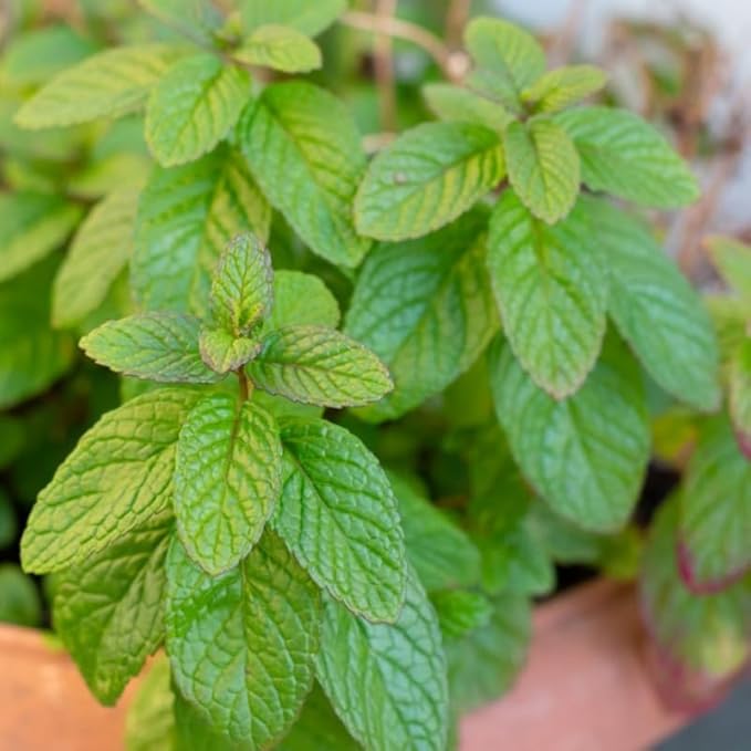 Spearmint Plants Live, Mint Plants for Inside and Home Décor, 3-Inch Potted Fresh Herb for Kitchen Gardens and Indoor Outdoor Growing