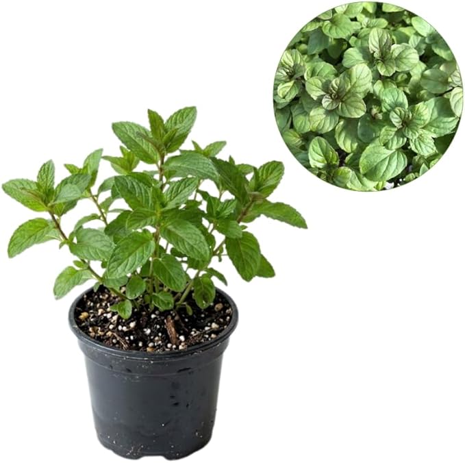 Orange Mint Plants Live, Mint Plants for Inside and Home Décor, 3-Inch Potted Fresh Herb for Kitchen Gardens and Indoor Outdoor Growing
