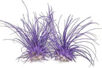 Thin Air Plant, Guatemala Tillandsia Live Airplant, Healthy Arrival Guaranteed, Great Indoor Plant, Home Decor & Gift (2 Purple)