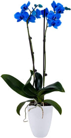 DecoBlooms Premium Blue 5” Orchid Live Indoor Plant (Modern Pot Included) – Grown in the USA - Fresh Flowering Home Decor Delivery for Birthday, Anniversary, Sympathy, Wedding, Mother's Day