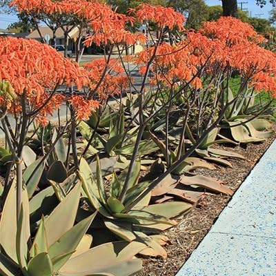 Coral Aloe Plants (Aloe striata) - Live Succulent with Striking Pink Edges and Smooth, Flat Leaves for Indoor/Outdoor Gardening (2 Coral Aloe Cups)