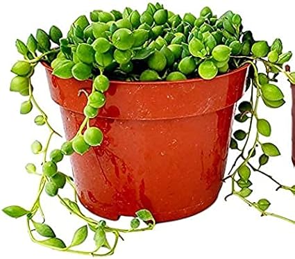 String of Pearls Succulents Plants Live, Succulent Plants Fully Rooted, Rare House Plant for Home Office Decoration, DIY Projects, Party Favor Gift by Fatplants