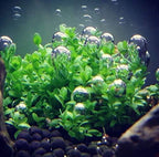 Greenpro Dwarf Baby Tears Hemianthus Callitrichoides Cuba Potted Java Moss Live Aquatic Plants for Aquarium Freshwater Fish Tank