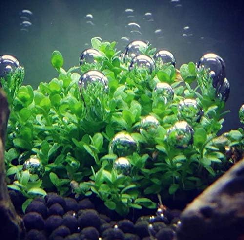 Greenpro Dwarf Baby Tears Hemianthus Callitrichoides Cuba Potted Java Moss Live Aquatic Plants for Aquarium Freshwater Fish Tank
