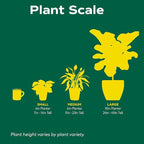Money Tree 'Guiana Chestnut' Pachira Braid | Live Plant for Indoor & Outdoor | for Living Room, Office, Bathroom | (6" Pot)