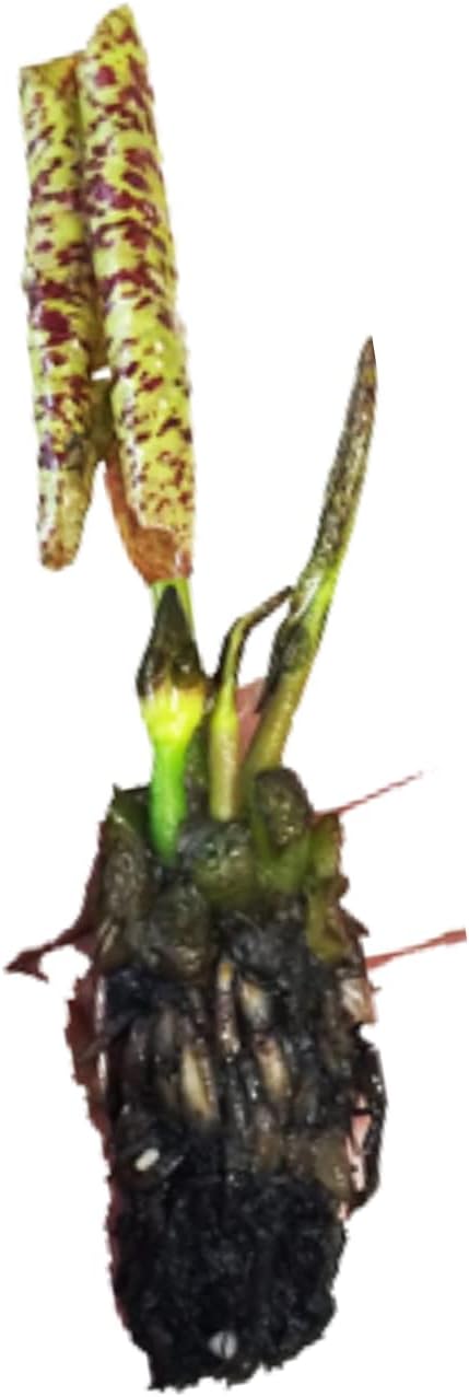4 Pack Water Lily Tubers Live Aquatic Plant Freshwater Pond Garden Colorful by Greenpro