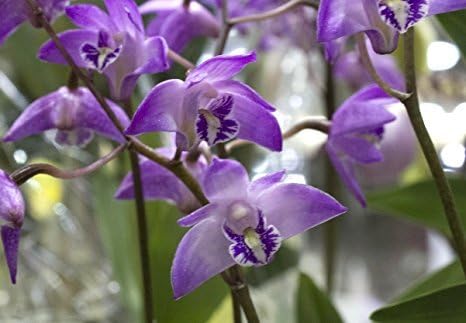 4 Live Orchid Plants + HP to Choose (Dendrobiums + Heat Pack)