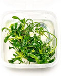 Ultum Nature Systems Live Tissue Culture - Anubias Minima Dragon Claw (Anubias Minima) - Easy - Low to Medium Light - Green Accent - Midground - 100% Snail Free Grown in-Vitro