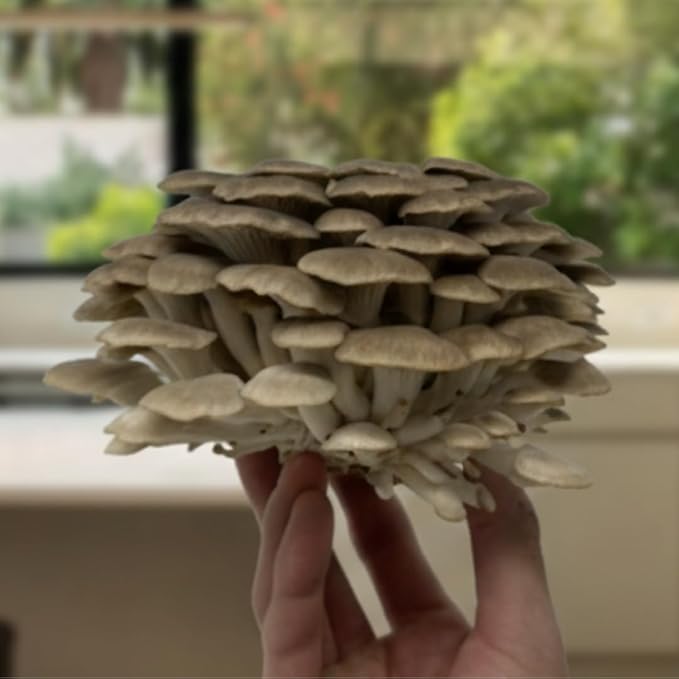 Forest Origins White & Brown Oyster Mushroom Grow Kit 2-Pack Variety - Beginner Friendly & Easy to Use, Grows in 10 Days | Handmade in California, USA | Top Gardening Gift, Holiday Gift & Unique Gift