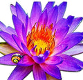 (Nymphaea Alin) Tropical Water Lily Tuber Live Aquatic Plants for Freshwater Fish Pets Pond Balcony Decorations by Greenpro