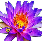 (Nymphaea Alin) Tropical Water Lily Tuber Live Aquatic Plants for Freshwater Fish Pets Pond Balcony Decorations by Greenpro