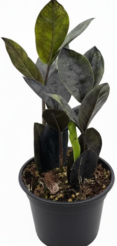ZZ Zamioculcas 'Black Queen' (6" Grower Pot) - Low Light and Healthy Houseplant - Easy to Care Indoor Plants - Live Healthy Houseplant for Home Office Decoration