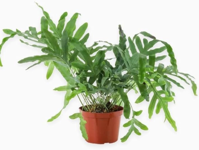 Fern 'Blue Star' | Live Plant for Indoor & Outdoor | for Living Room, Office, Bathroom | (4" Pot)