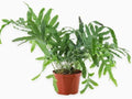 Fern 'Blue Star' | Live Plant for Indoor & Outdoor | for Living Room, Office, Bathroom | (4" Pot)
