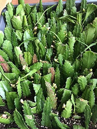 Rare Orchid Cactus German Empress Epiphyllum Rooted/Fresh Live Plants Cutting (Rooted)