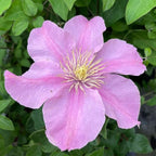 Clematis Vine Plant, Clematis Vine Plants Live in 2.5 Inch Pot, Perennial Climbing Flowers Plants Live for Outdoor Garden (Pink Flowers)