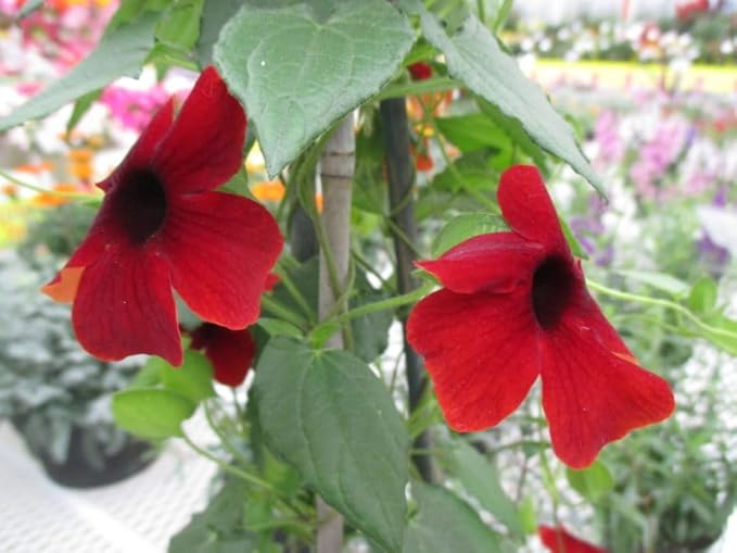 Thunbergia Red Vine Live Plants, 2 Pack
