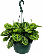 Maranta Lemon Lime Live Indoor Plant in 8 Inch Hanging Basket, Lemon Lime Prayer Plant, Maranta Leuconeura Houseplant for Home or Office