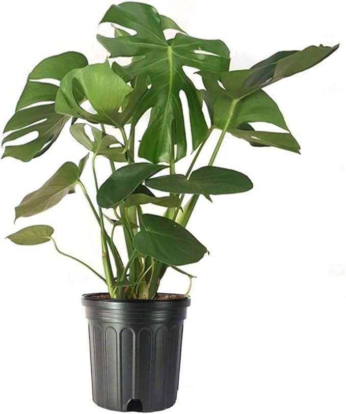 American Plant Exchange Monstera Deliciosa – Live 10-Inch Pot Split Leaf Plant, Large Statement Houseplant, Easy-Care Low-Maintenance Air Purifying Tropical Vine for Home, Office & Garden Décor
