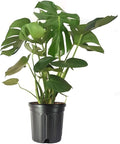 American Plant Exchange Monstera Deliciosa – Live 10-Inch Pot Split Leaf Plant, Large Statement Houseplant, Easy-Care Low-Maintenance Air Purifying Tropical Vine for Home, Office & Garden Décor