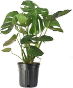 American Plant Exchange Monstera Deliciosa – Live 10-Inch Pot Split Leaf Plant, Large Statement Houseplant, Easy-Care Low-Maintenance Air Purifying Tropical Vine for Home, Office & Garden Décor