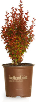 Southern Living Orange Rocket Barberry (1.5 Gallon) Deciduous Shrub with Unique Foliage - Full Sun to Part Shade Live Outdoor Plant American Beauty Berry Forsythia Plant