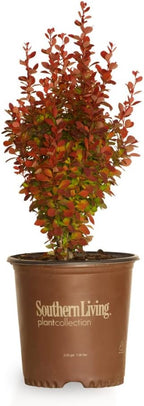 Southern Living Orange Rocket Barberry (1.5 Gallon) Deciduous Shrub with Unique Foliage - Full Sun to Part Shade Live Outdoor Plant American Beauty Berry Forsythia Plant