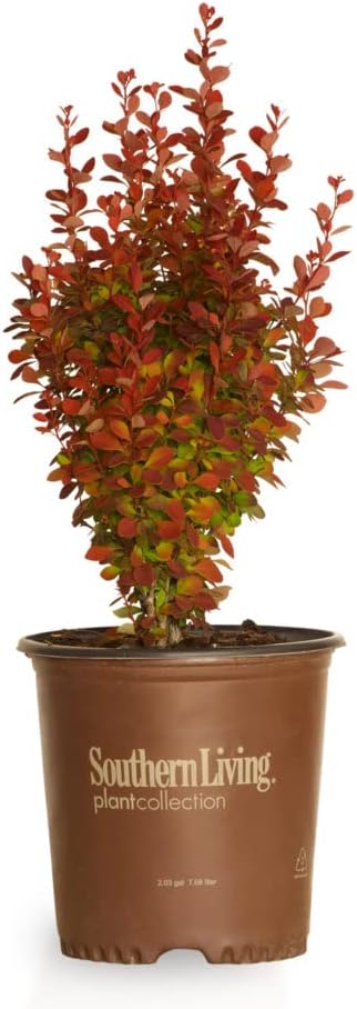 Southern Living Orange Rocket Barberry (1.5 Gallon) Deciduous Shrub with Unique Foliage - Full Sun to Part Shade Live Outdoor Plant American Beauty Berry Forsythia Plant