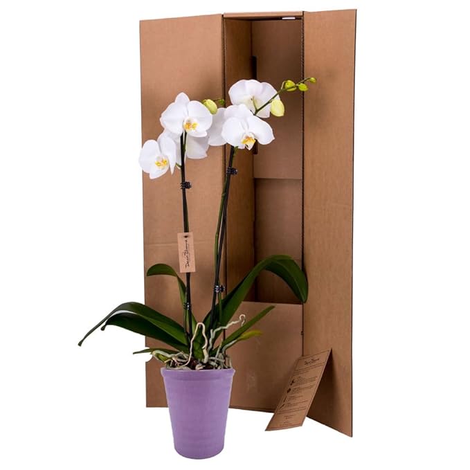 DecoBlooms Premium White 5” Orchid Live Indoor Plant (Modern Pot Included) – Grown in the USA - Fresh Flowering Home Decor Delivery for Birthday, Anniversary, Sympathy, Wedding, Mother's Day