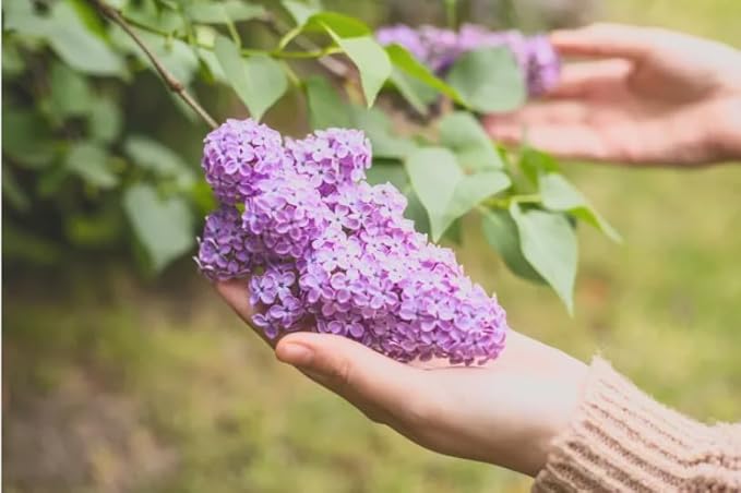 Old Fashioned Lilac Bushes Live Plants (2 Pack) – 18–24” Tall - Syringa vulgaris – Fragrant Lavender Purple Flowers – Hardy Flowering Shrubs
