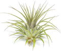 Rainbow Tillandsia Air Plant, Tillandsia Air Plant, Airplant, Air Purification, House Plant, Home Decor & Gift, Live Plant, Healthy Arrival Guarantee (Gold Glitter)