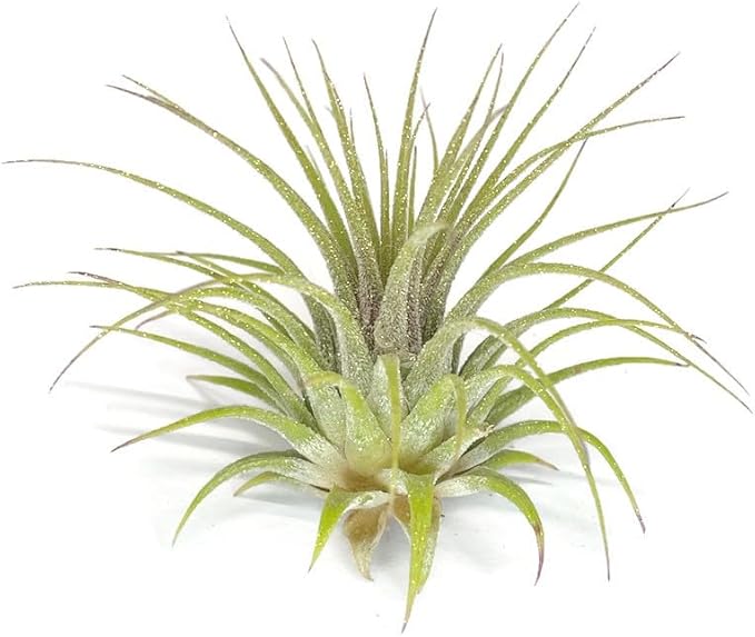 Rainbow Tillandsia Air Plant, Tillandsia Air Plant, Airplant, Air Purification, House Plant, Home Decor & Gift, Live Plant, Healthy Arrival Guarantee (Gold Glitter)