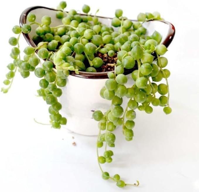 String of Pearls Plant Live, Succulent Trailing Vine, Indoor Houseplant Live in Pot