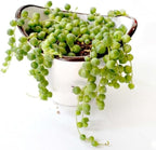 String of Pearls Plant Live, Succulent Trailing Vine, Indoor Houseplant Live in Pot