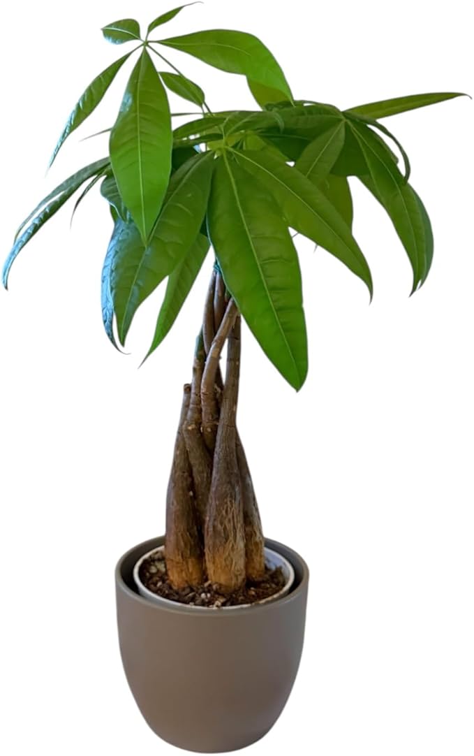 Money Tree Live Plant | 14-22 Inches Tall Bonsai | Easy to Grow Indoor Houseplant | Home, Office, or Room Decor | Birthday, Housewarming Gift (Slate)