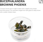 Ultum Nature Systems Live Tissue Culture - Bucephalandra Brownie Phoenix - Easy, Low-Med Light - Dark Green, Red, Purple Accent - Foreground to Midground - 100% Snail Free Grown in-Vitro - Small Cup