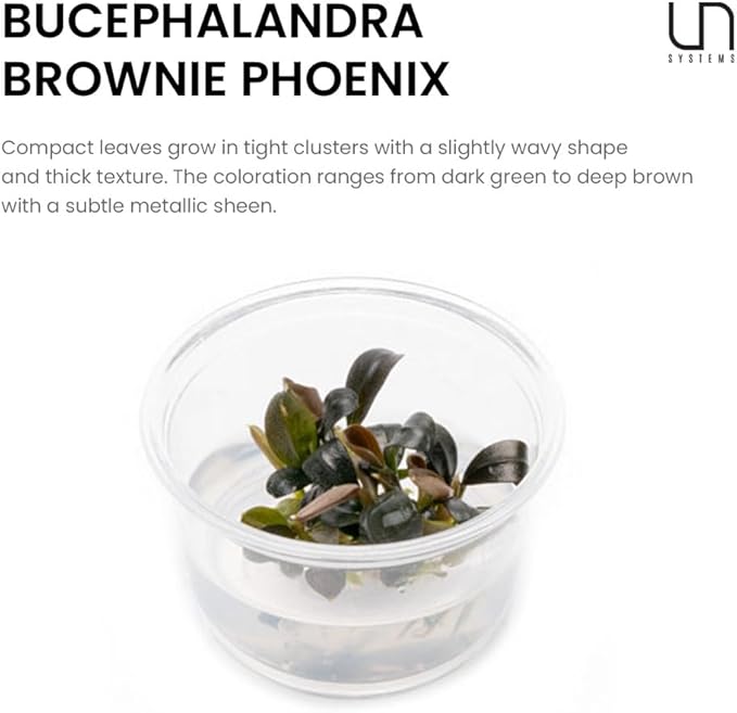 Ultum Nature Systems Live Tissue Culture - Bucephalandra Brownie Phoenix - Easy, Low-Med Light - Dark Green, Red, Purple Accent - Foreground to Midground - 100% Snail Free Grown in-Vitro - Small Cup
