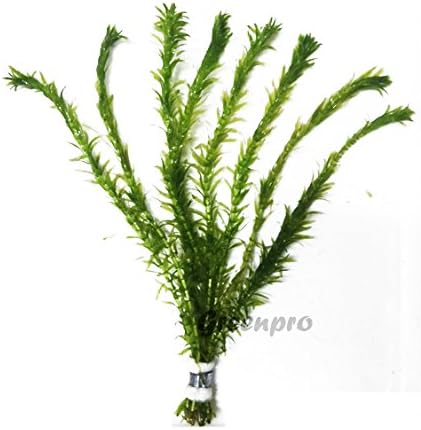 3 Bundles Anacharis Egeria Densa Elodea Live Aquarium Plants Freshwater Pond Aquatic Water Plant Decorations by Greenpro