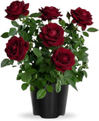 Rose Live Plant, Roses Flower Plant, Fragrant Flower for Planting, 4-6 Inches Tall, Bush Shrub Plants, Well Rooted, Ready to Grow (Velvet Red Rose)