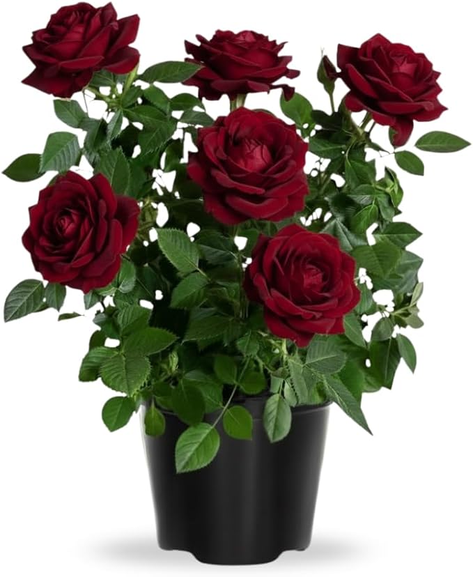 Rose Live Plant, Roses Flower Plant, Fragrant Flower for Planting, 4-6 Inches Tall, Bush Shrub Plants, Well Rooted, Ready to Grow (Velvet Red Rose)