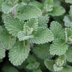 Sets 3 Catnip Mint Plants Live Fast Growing for Spring Planting, Fragrant Culinary Herb Mint for Indoor Outdoor Gardening, Cold Hardy